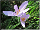 foto Fiori